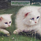 Картина маслом "Кошка и котёнок"