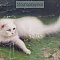 Картина маслом "Кошка и котёнок"